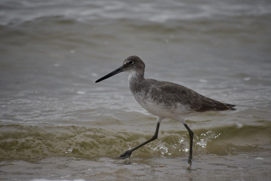 A willet shorebird wading in the ocean at the seashore, captured in a natural outdoor setting.