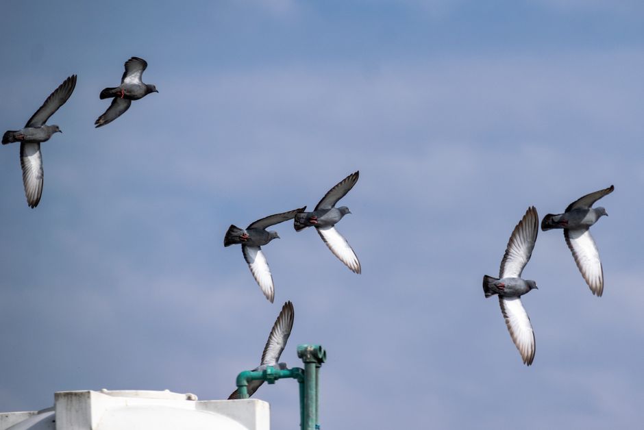 Capture of pigeons in flight with a clear blue sky and clouds in the background.