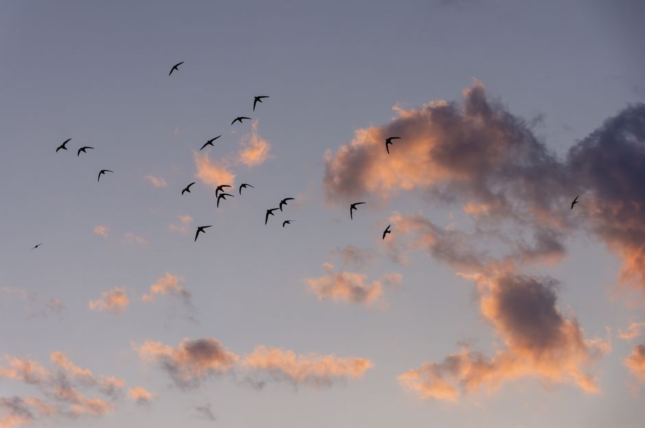 A serene image of a flock of swallows flying through a colorful sunset sky filled with clouds.
