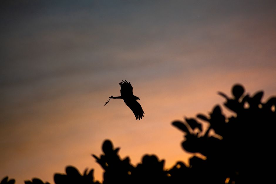 A majestic bird silhouette flying against a colorful sunset sky with trees in the foreground.