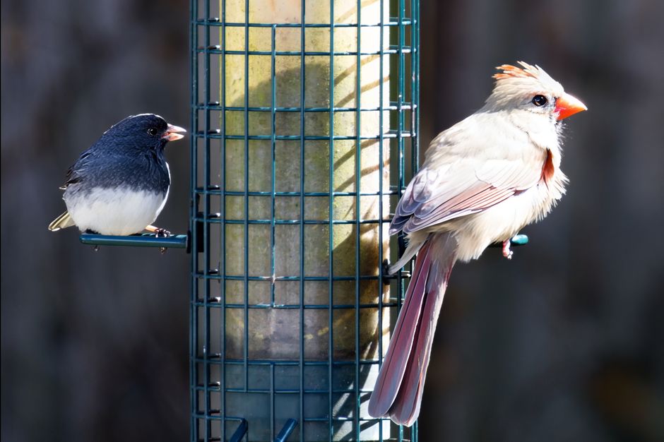 Northern cardinal and dark-eyed junco perched on a bird feeder in Darien, Connecticut.