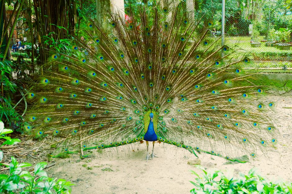 A magnificent peacock displaying its vibrant feathers in a botanical garden setting in Ho Chi Minh City, Vietnam.